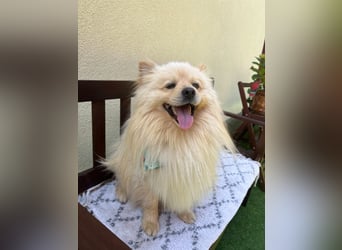 Barney2 SR – kleiner Charmeur sucht beständiges Zuhause