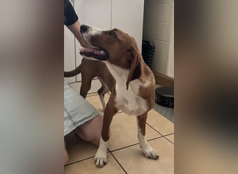 Valentina – Lebensfreude auf vier Pfoten sucht aktives Zuhause