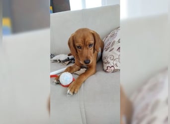 Lustige, soziale, katzenfreundliche Hündin Karamel