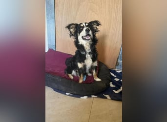Josie, bereits auf PS in DE 86156 Augsburg, sucht liebevolles Zuhause!