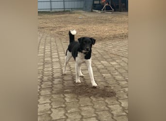 Domino, 1,5 Jahre, 38cm, wünscht sich ein eigenes Körbchen