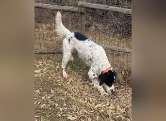 Milo - freundlicher Setter sucht sein Für-immer-Zuhause