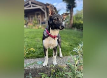 Jilly, liebenswertes Welpenmädchen, PS 94078 Freyung
