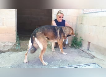 SIBILO - treuer Hundemann