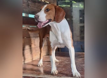 ♥Rosie♥ liebevolle, aktive Bracken-Lady