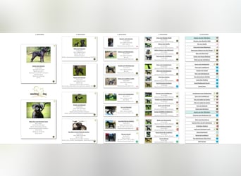 Riesenschnauzer schwarz Welpen des A-Wurf am 3.7.25 erwartete