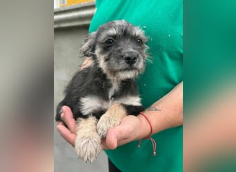 Suzy, geboren 01.05.2025, 20cm sucht ihre Chance