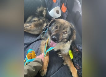 Rohdiamant Stromer, 2 Jahre, sucht sein Zuhause