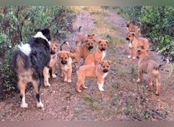 Rosi, ein verspieltes Hundekind auf der Suche nach einem Zuhause fürs Leben