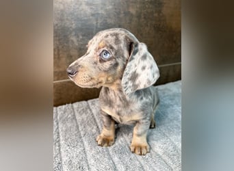 Zwerg Dackel Welpen in besonderen Farben (blue / choco / Harlekin) suchen tolles Zuhause