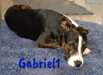 Gabriel1 10/2024 (in Deutschland) - geselliger, kluger und sportlicher junger Bodeguero-Mix!