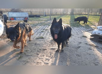 Langstockhaar Schäferhund  Rüde