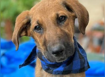 KOREL - bezauberndes Hundekind auf Familiensuche!