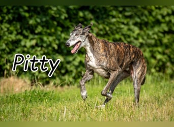 Wollen Sie Pitty kennenlernen?