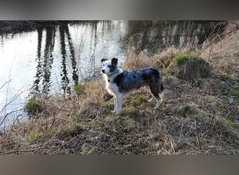 Verkaufe Reinrassige Border Collie Welpen