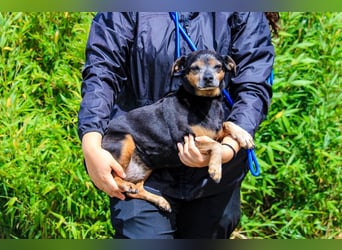Fiona, Mix Pinscher / Chihuahua, lieb und verträglich