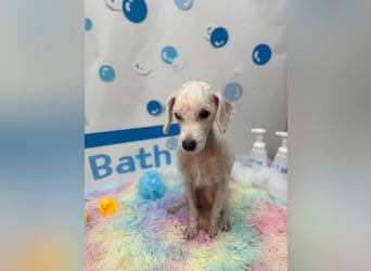 Ruby ist eine zarte Hündin von etwa 3–4 Jahren und wiegt gerade einmal 4 kg