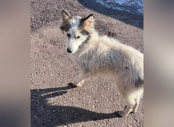 Aimee, RESERVIERT Husky-Collie Mix Lady ,  verjagt und sich selbst überlassen