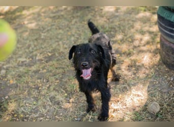 Chip 231920: Sucht ein Zuhause