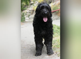 Nube sucht Kuschelpartner für's Leben