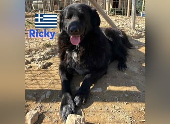 Ricky, geb 01/22 - süßer Schmusebär sucht seine Familie