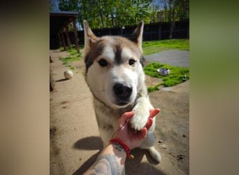 WOLFI ca. 5 J. Malamutmixrüde, kraftvoll und sportlich
