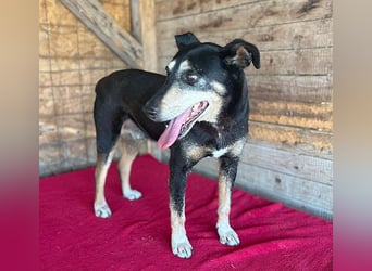 JANOSCH - traurige Geschichte - 13 Jahre, 45cm/15kg - Mischling