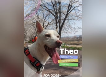 Theo -Der leise Begleiter mit großem Herzen