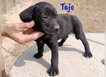 Tajo geb. 03/2025 (ESP) - neugieriger Labrador-Mix Welpe!