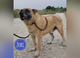Zeki - hat Hölle hinter sich gelassen