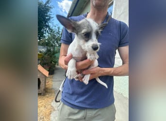 Luke, geboren 30.03.2025, 20cm sucht seine Chance