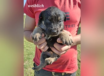 Sieben Welpen suchen ab Mitte Juni, ihr für immer Zuhause!