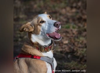Lila ist eine zierliche Hundedame