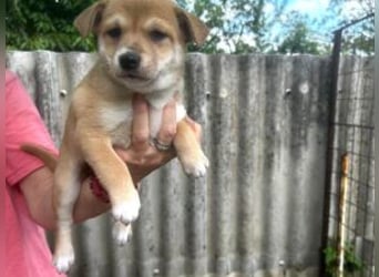 Welpe Sina: Neu im Tierheim