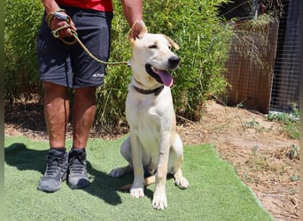 Dusty, Labrador-Mix, lieb und sozial