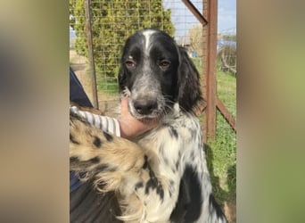Leroy - super freundlich sucht Familienanschluss