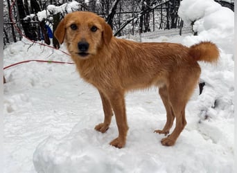 Kuckuck, wer schenkt Traumhund OLIVER ein liebevolles Zuhause?