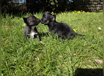 Chihuahua Welpen mit Ahnentafel
