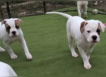 American Bulldog Welpen