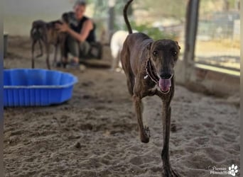 Elonia - auch für Galgoanfänger geeignet