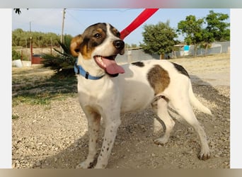 Dante (TO) Ein wundervoller kleiner Hund zum knutschen