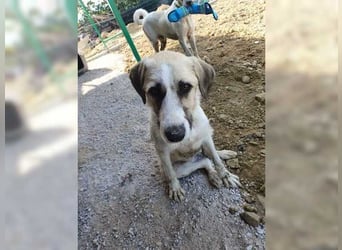 Gül, liebevolle, schmusige Zaubermaus