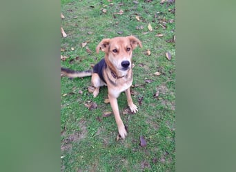 Dringend Pflegestelle oder neues Zuhause für Lemmy gesucht! (38820 Halberstadt)
