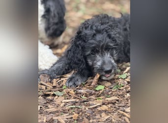 Labradoodle Ich bin der letzte aus diesem Wurf