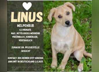 LINUS – Kleiner Sonnenschein sucht großes Glück!