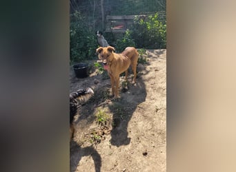 MONTY sucht nach Liebe