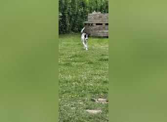 Deutsch-Kurzhaar Mischlings Welpen