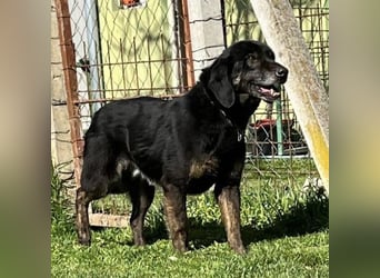 Momo - knapp 7 Jahre in Tierheim