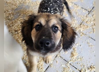 Julio ❤️ sozialer Jungrüde sucht dich!