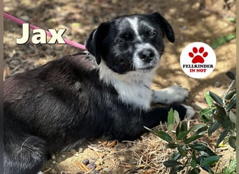 aktiver kleiner Jax sucht ein Zuhause oder eine Pflegestelle